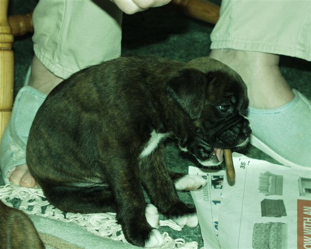 Chew Chew Chew Chew Chew!