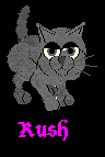 Rush is the kitten of Scamp and Perfect! 