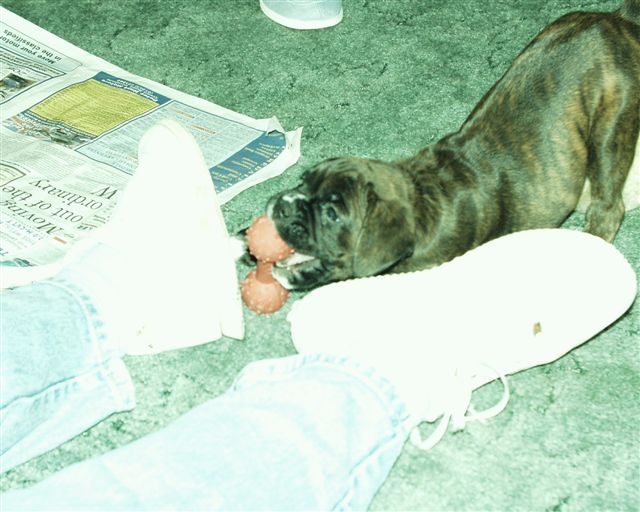My megan with a bone! Bless Her!