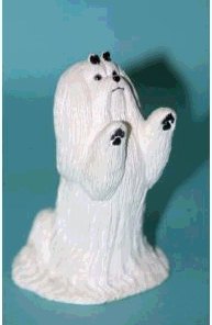 Begging Maltese