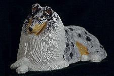 Shetland Sheep Dog