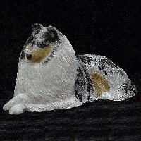 Blue Collie Puppy