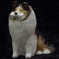Sable and White Shetland Sheepdog with Dumbell