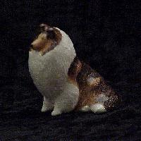 Sable Rough Collie Sitting