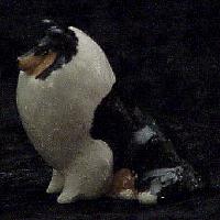 Tricolor Rough Collie Sitting
