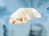 Clumber Spaniel Sleeping