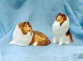 Shetland Sheepdogs