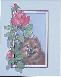 Pomeranian Puppy