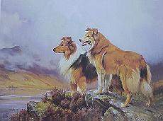 Collies In A Highland Landscape