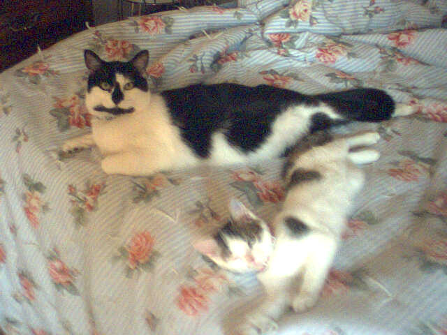 Our Cats