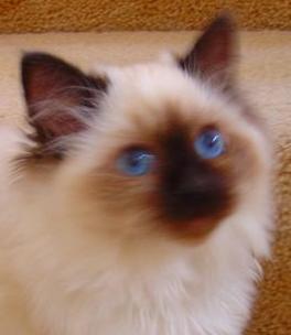 czarina