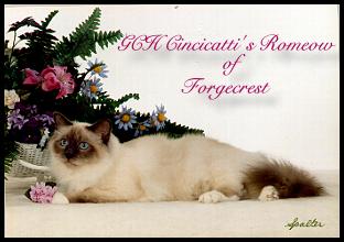 romeow