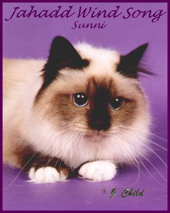 sunni
