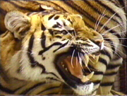A Fort Boyard Tiger