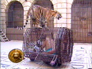 Tiger Buggy