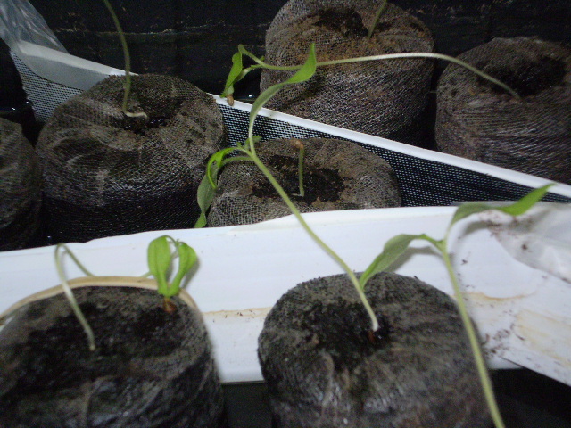 tomato2n