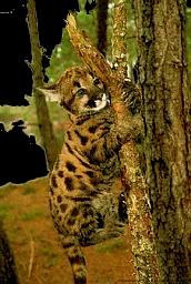 Climbing - corbis.com