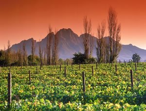 La Motte Franschoek