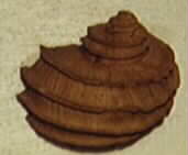 The Paleo Ring's Previous
Website