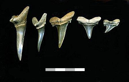 Scapanorhynchus texanus (Roemer)