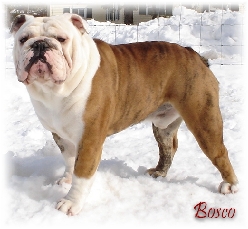 click here to see his pedigree