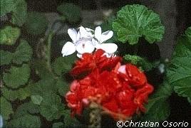 Giranios (clic para agrandar)