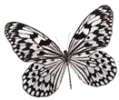 EntomoFauna