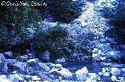 Oasis (clic para agrandar)