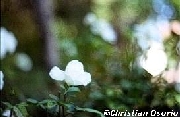 Rosa (clic para agrandar)