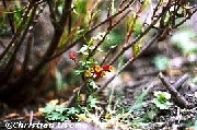 Por Identificar 3 (clic para agrandar)