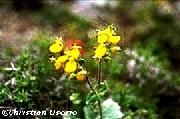 Por Identificar 4 (Clic para agrandar)