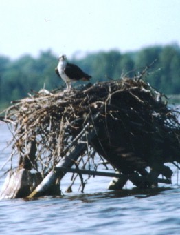 Osprey Nest