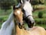 2 Caballos