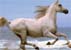Caballo