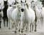 Caballos