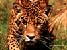 Leopardo