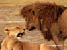 Leones