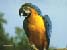 Loro