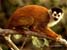 Primate
