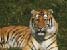 Tigre