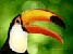 Tucan