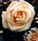 Diamond Jubilee