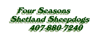 Four Seasons Shetland Sheepdogs