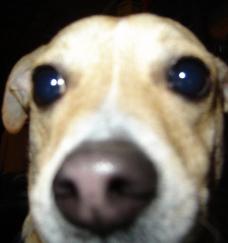 His name is ollie.  How cool is that!?