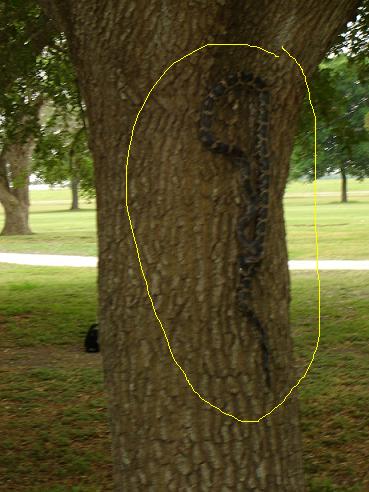 What the hell?!  How does a snake climb a tree?  I'm never going to walk in that part of the golf course again.