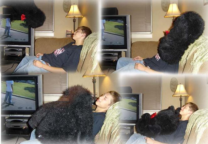 When gorillas attack