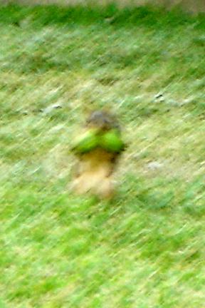 The squirel spit at me when I took this picture