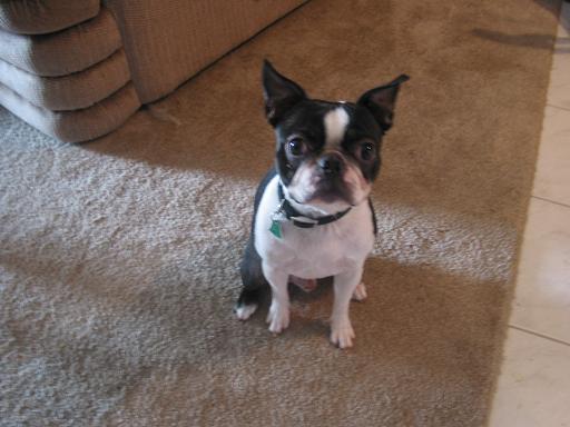this    is    TJ's    dog.