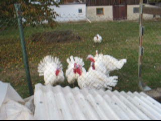 TJ can talk to turkeys, I swear.  They would answer back when he gobbled at them.  It's true!