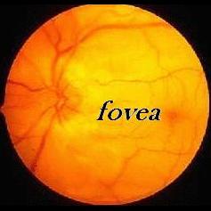 Fovea